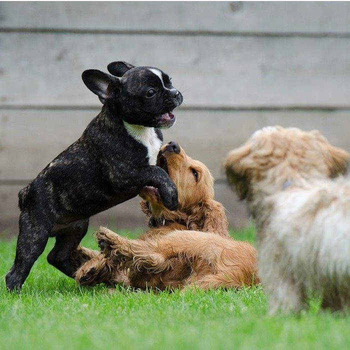 Comment dresser son chiot avec un éducateur canin cynologiste à la Réunion.