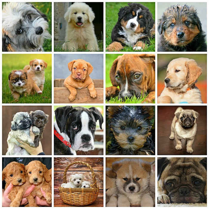 Quel chien choisir ? Un éducateur canin à la Réunion vous conseil dans le choix du chien pour des enfants. Quel chien choisir quand on a des enfants.
